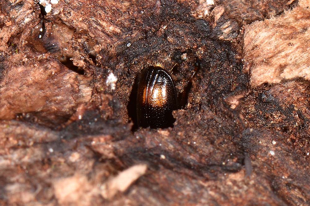 Trogositidae:   Nemozoma caucasicum